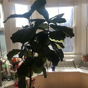 Meet your Posher, Alexandra